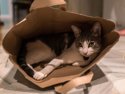 袋子里的猫