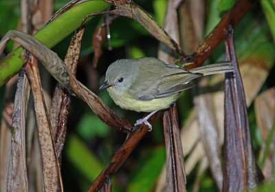 蓝山Vireo