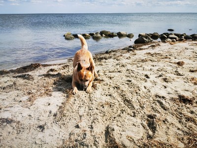 海滩上的澳大利亚牧牛犬