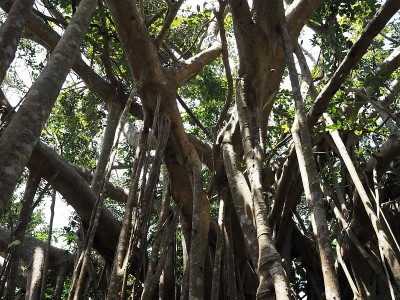 日本冲绳县Kunigami区Kunigami村热带森林中的一棵巨大的榕树(无花果)，称为大石料林赞
