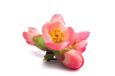 红榅桲花孤立