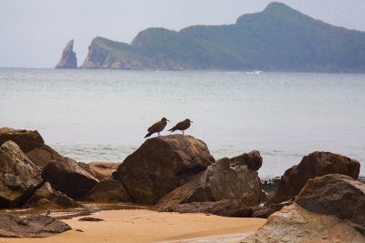 塞里海鸥