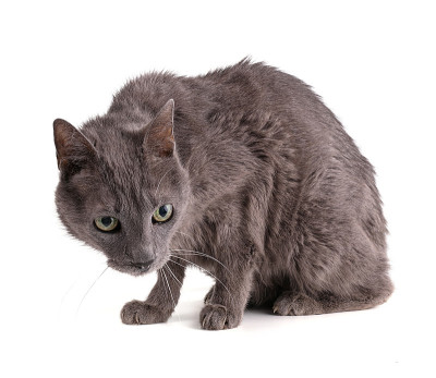 老灰猫19岁
