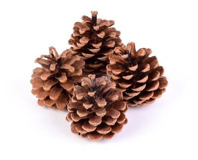 Four Pine Cones