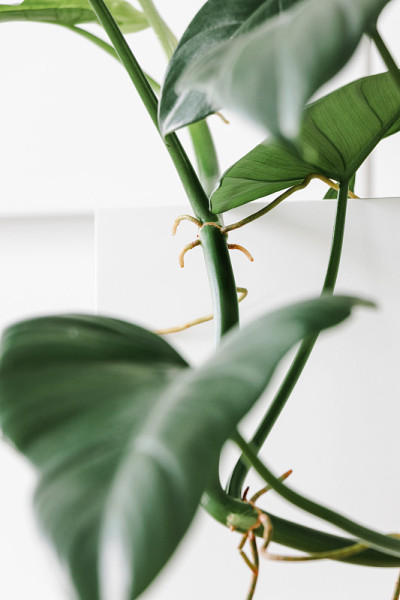 现代的室内植物
