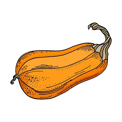 向量南瓜插图。可爱的卡通橙色葫芦蔬菜孤立在白色的背景。手绘南瓜插图秋季装饰，感恩节，万圣节，海报。