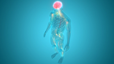 人脑神经系统的中枢器官