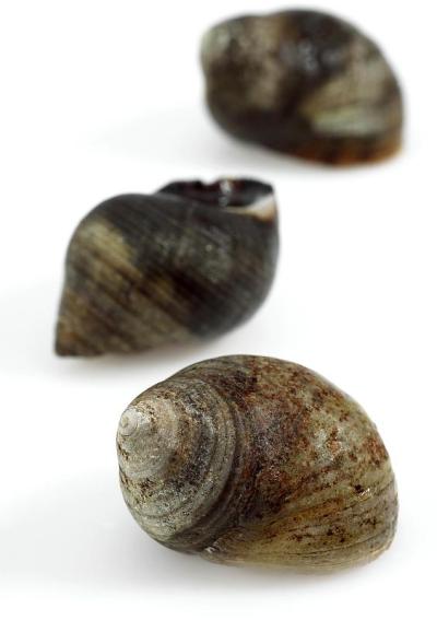 普通长春花，littorina littorea，贝壳对白色背景