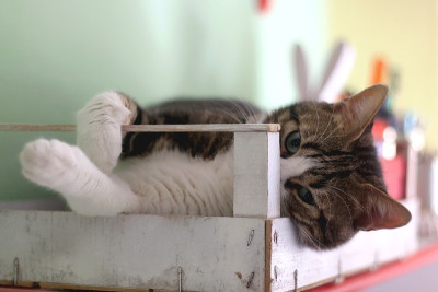 室内的猫