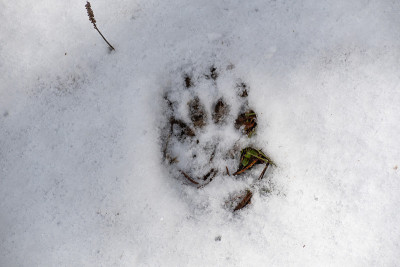 獾在雪地上留下的脚印