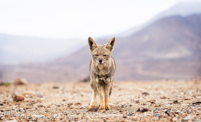 拉丁狐狸Zorro Chilla, Lycalopex griseus，行走寻找食物。