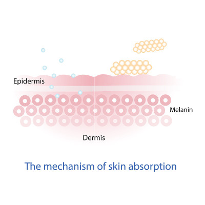 Mechanism of nutrient absorption through skin laye