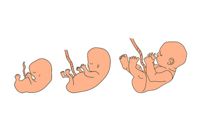 Human anatomy illustration. Pregnancy stages. Embr