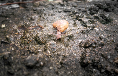 蜗牛平衡行走在丛林雨林淡水。蜗牛蜷缩起来，会在阳光下滚动。