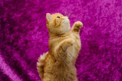 猫跳
