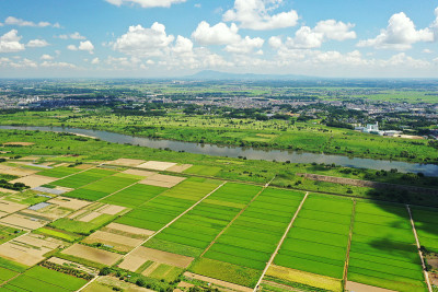 千叶县阿比科市稻田美景