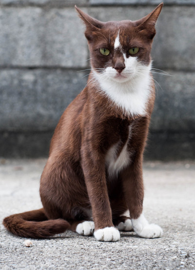猫