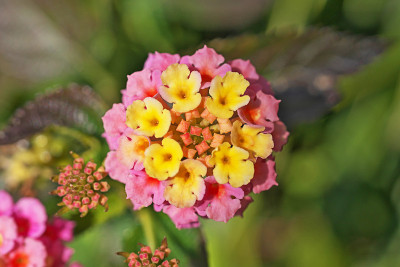 卡马拉Lantana