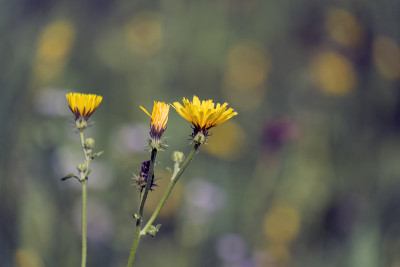 黄色火焰状的光滑鹰须花(Crepis capillaris)