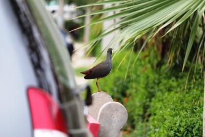 Whitebreated Waterhen