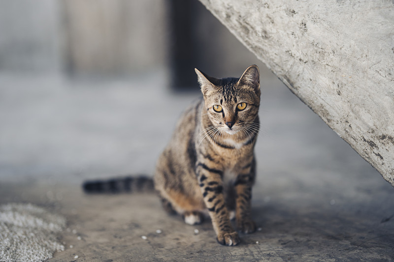 一只猫独自坐在房间的水泥地板上。