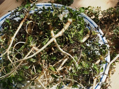 韩国食材荠菜，荠菜