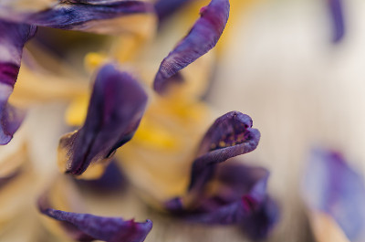 乡村背景上的干紫色郁金香花
