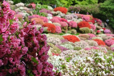 佐贺公园里的杜鹃花