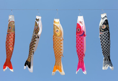 日本鲤鱼等浮电缆