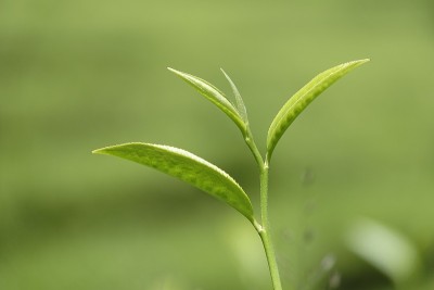 高原的绿茶嫩芽和嫩叶