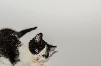小猫在旁边和白色