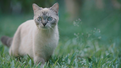 猫环顾四周，然后走开了。