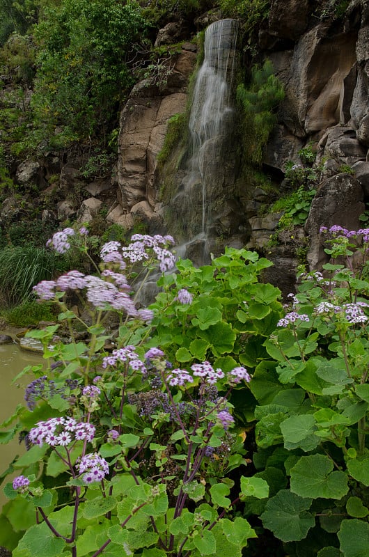 webbii和waterfall Pericallis。