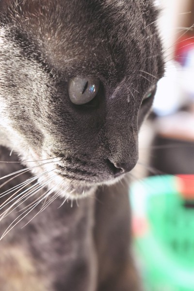室内一只灰猫的肖像