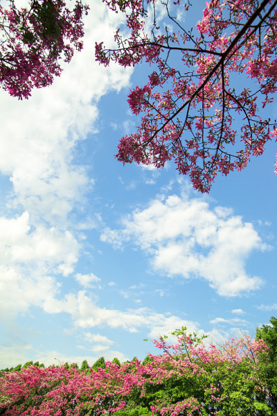 Chorisia speciosa