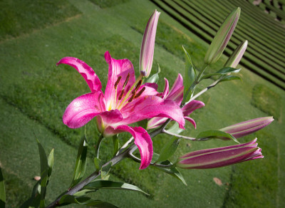 花