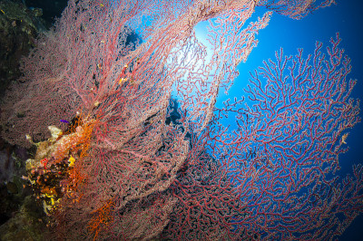 red soft coral