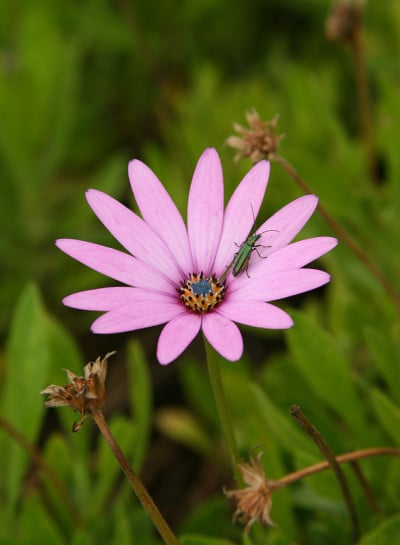 绿虫与花