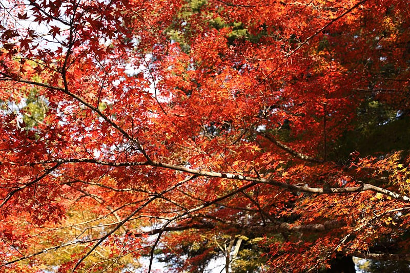 Miyajima