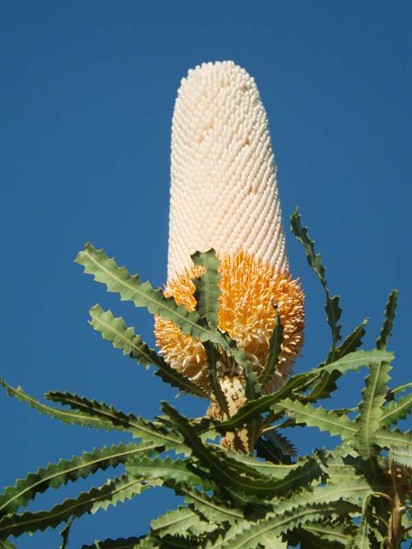 拔克西木属花锥