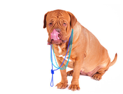 波尔多犬舔脸