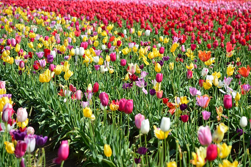 木鞋郁金香节在俄勒冈州的伍德伯恩