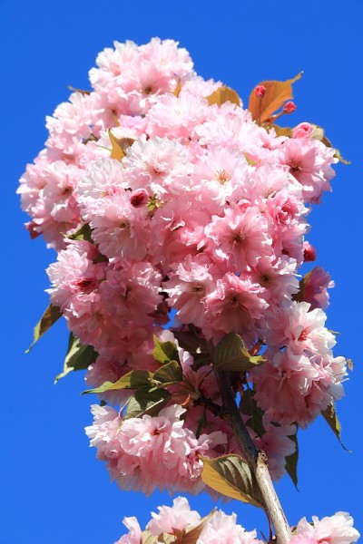 日本樱花