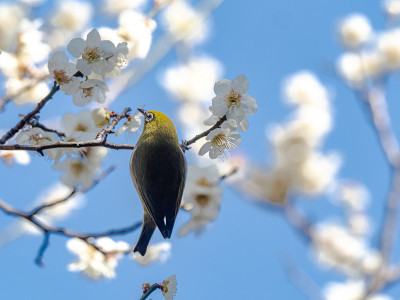 日本莺白眼白梅花4