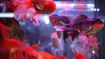 外来装饰水族馆中热带鱼的多样性。查都泽鱼市宠物店的商品。摊位上五颜六色的宠物的特写。品种在柜台出售，