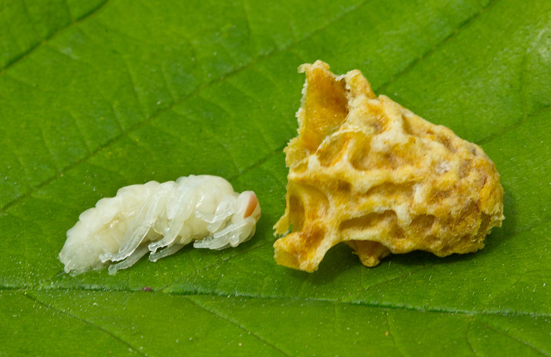 蜂王的幼虫和打开的茧…)