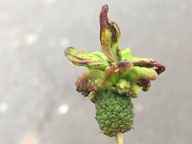 桤木(Alnus glutinosa) - alder Tongue gall - Taphrina