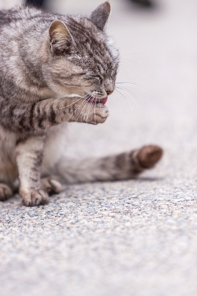 野猫
