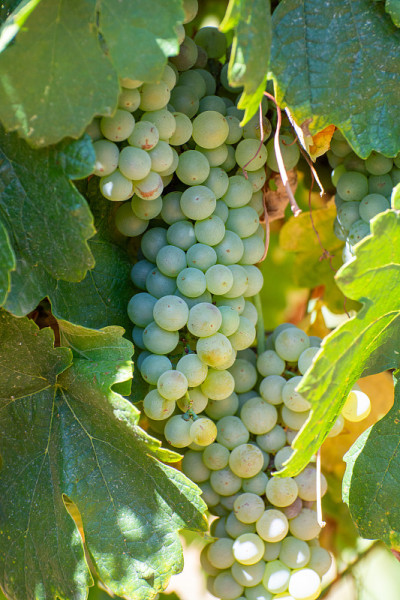 AOC Luberon mountains的葡萄园靠近Apt与老葡萄树干生长在红色粘土土壤，白葡萄酒