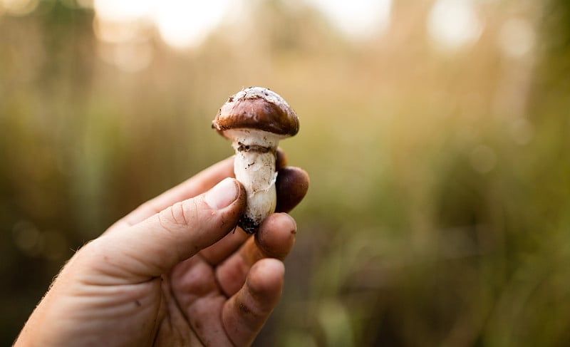 森林里，手里拿着新鲜的食用蘑菇